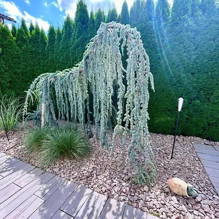 Apartment With Balcony In The Black Forest *